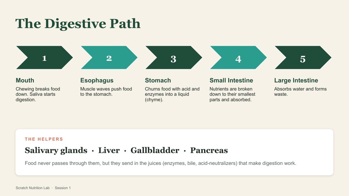 The digestive path, step by step.